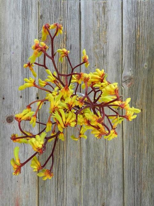  YELLOW KANGAROO PAW